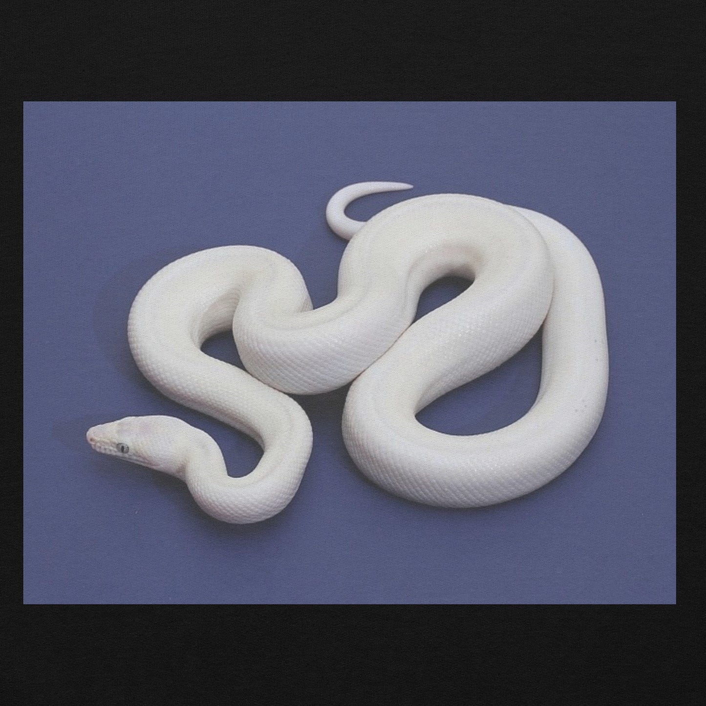 WHITE SNAKE HOODIE