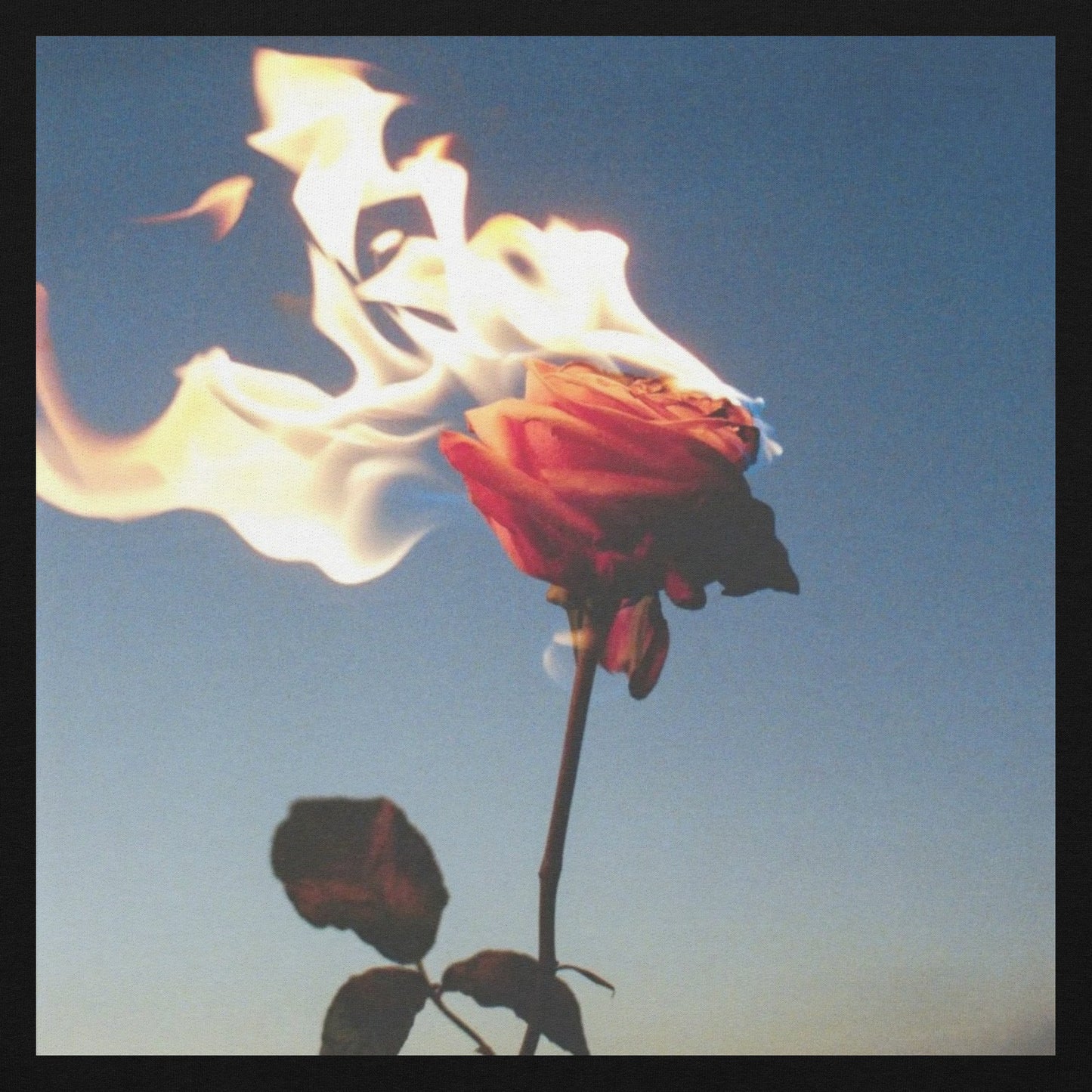 Burning Rose T-Shirt