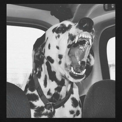 Dalmatian Hoodie