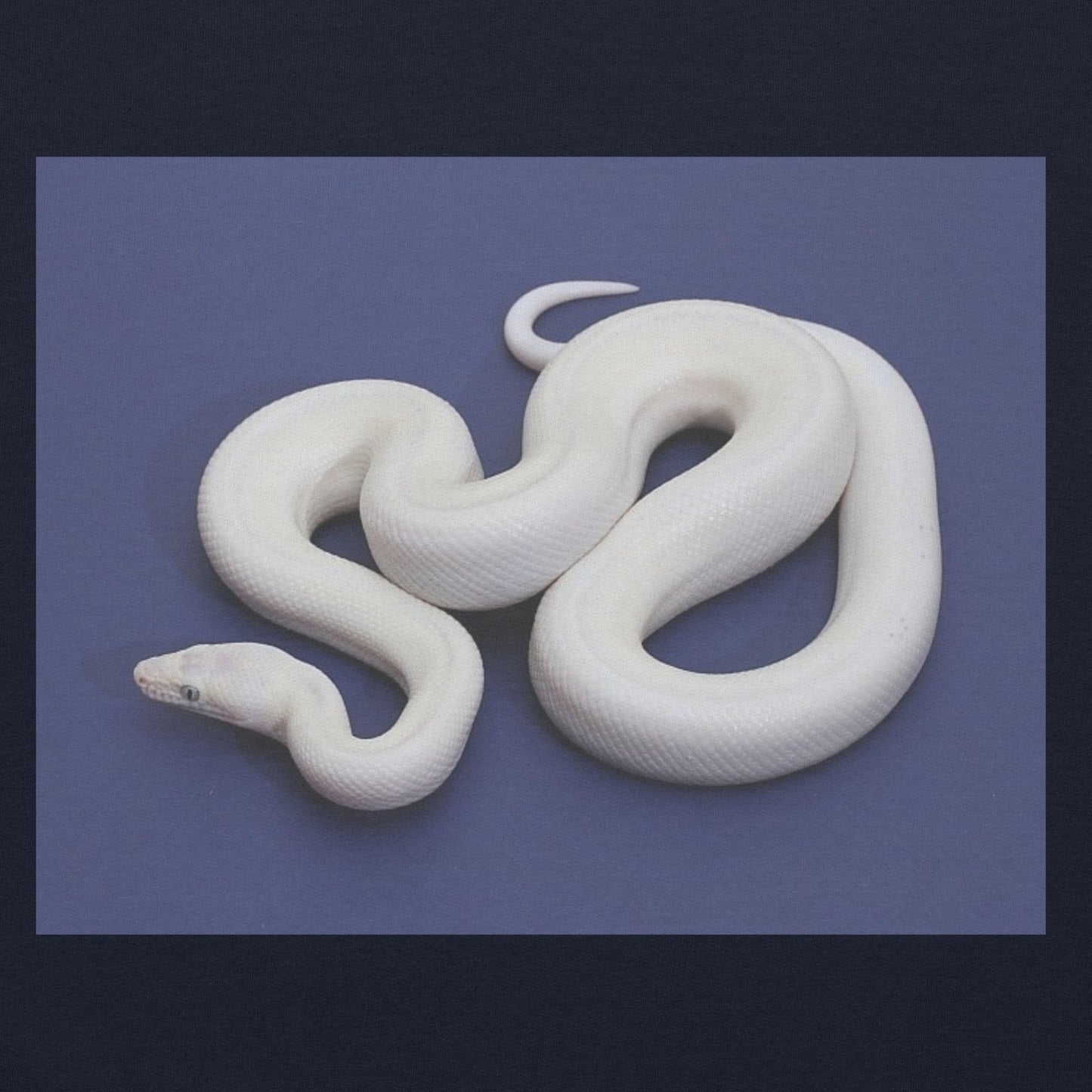 WHITE SNAKE T-SHIRT