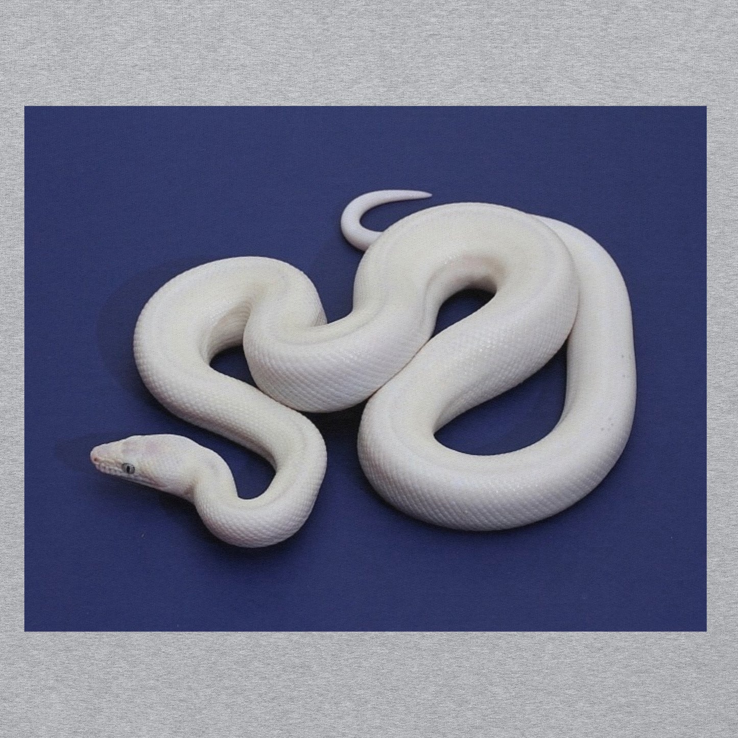 WHITE SNAKE HOODIE