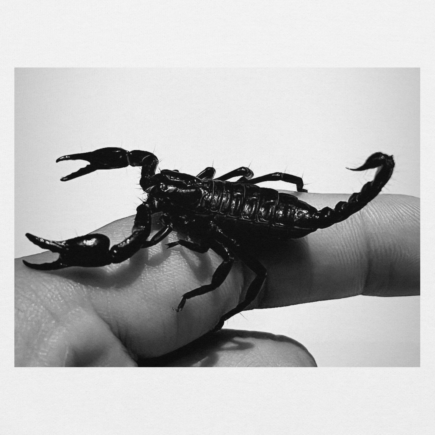 SCORPION T-SHIRT