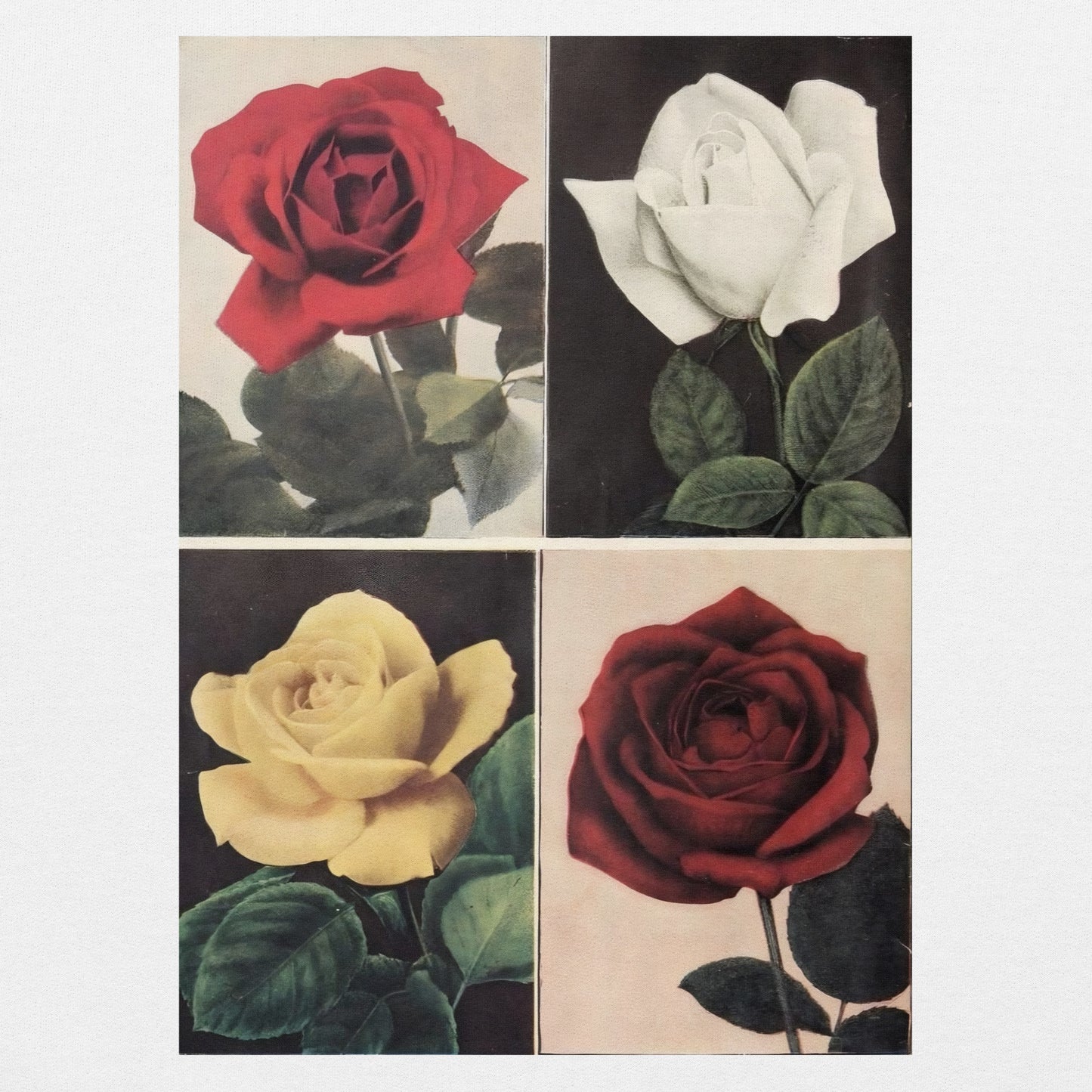 Rose Quartet Hoodie